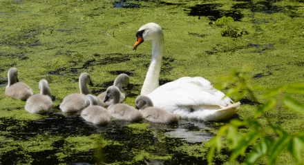 Wycieczka do Raszyna
