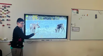 Lekcja o reniferach – wykład przygotowany przez Alana z klasy 6