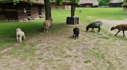 Wycieczka do Skansenu Wsi Radomskiej