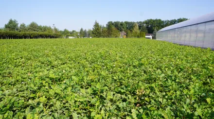 Przyrodnicze szlaki Mazowsza Skierdy