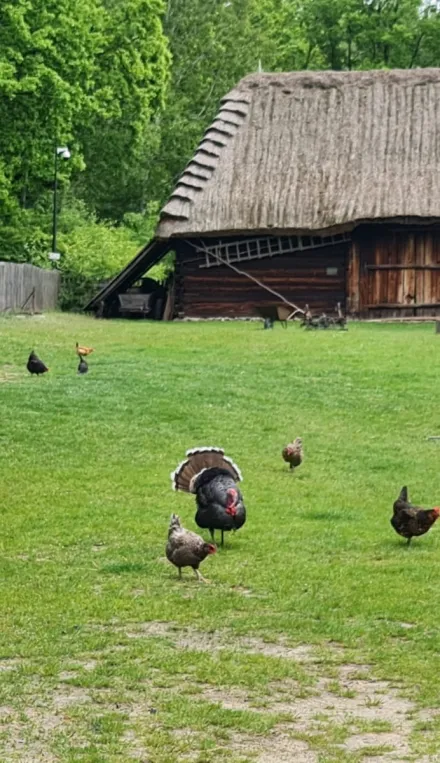 Wycieczka do Skansenu Wsi Radomskiej