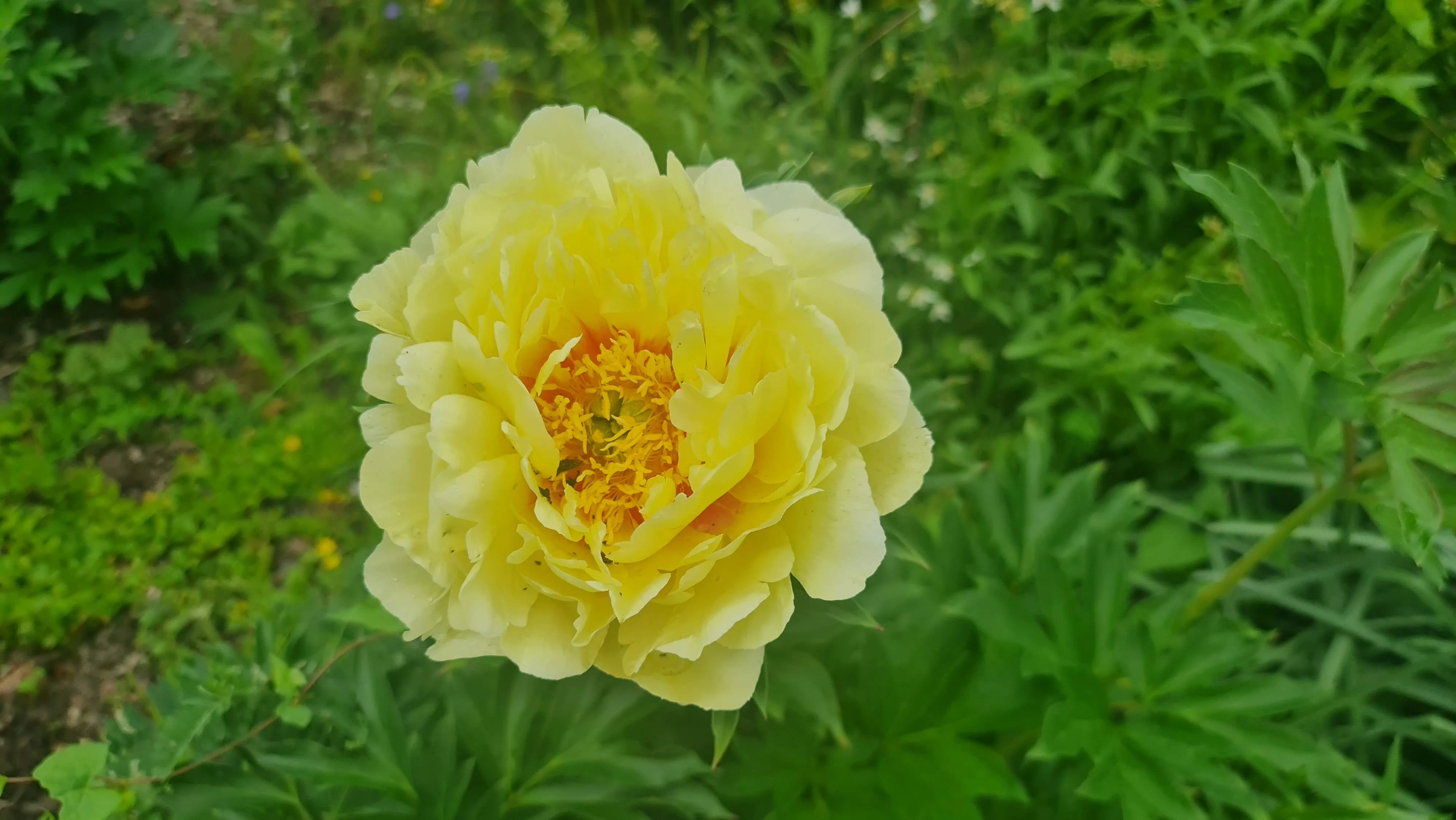 Lekcja biologii w Ogrodzie Botanicznym w Powsinie.