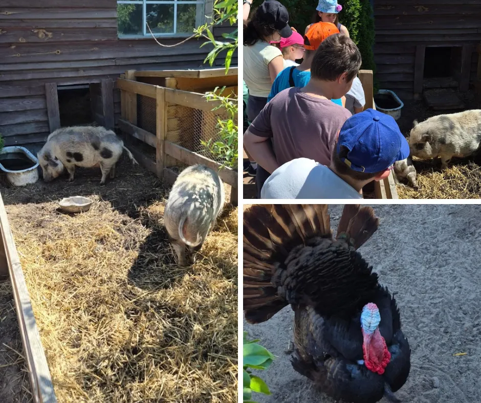 Wycieczka do Powsina na Farmę „Cztery Pory Roku”
